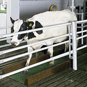 Весы GEA Taxatron 5000